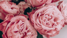 Azhar Somar Flowers Trading
