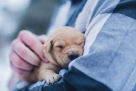 Pet Joy Veterinary Clinic