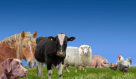 Emirates International Livestock & Meats