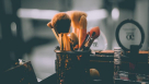 Dream Star Cosmetics
