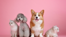Radiant Pets Animals Trading