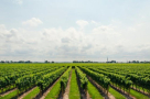 Anaf Agriculture & Veterinary Research & Consultancy