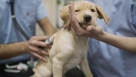 Topvet Veterinary Clinic