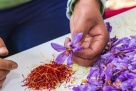 Red Diamond Saffron Spices Trading