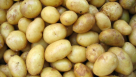 Al Manahel Potatoes Trading