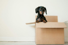 Movehub Relocations