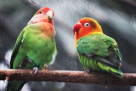 Almumayaz Birds Trading