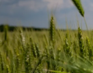Technical Agricultural