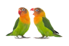 Alyaqut Birds Trading