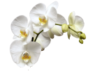 Top Orchids International Agricultural