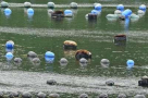 Juma Saeed Al Sowaidi Fish Cages Supplies