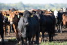 GHANIM RASHID LIVESTOCK TRADING (BR)