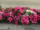 Jabal Alarz Landscape Gardening