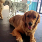 Shoosh World For Domestic Pets Boarding