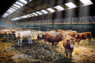 Alrayaysa Cattle Trading