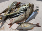 Ocealics Fishing Tours