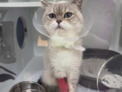 Ark Animal Clinic