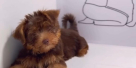 Quality Pets Shop