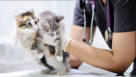 Dubai Municipality Veterinary Services Clinic