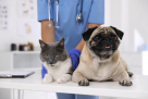 Clinipets Vet Clinic