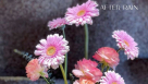 After Rain Flowers Trading