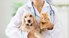 VetDub Veterinary Clinic