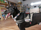 Petzania