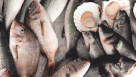 Sultan Rashed Fish Trading
