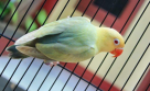 Breeding Expert Trading