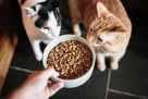 Happy Doudou Animal Food Trading