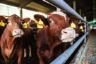 Al Barara Livestock Trading