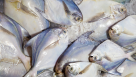 Obaid Al Mansoori Fish Stall