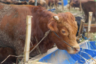 Al Barari Livestock Trading