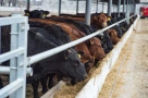 AL ANOOD LIVESTOCK(LLC)