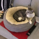 Pawsome Pets