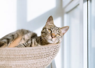 Happy Tails Est.