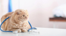 Nova Vet Medical Equipment Rental