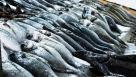 Fadhl Salem Alhamli Fish Stall