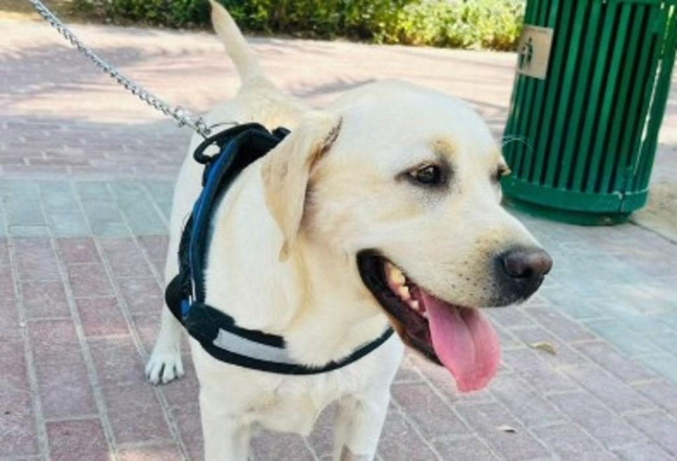 Happy Walk Pet Care