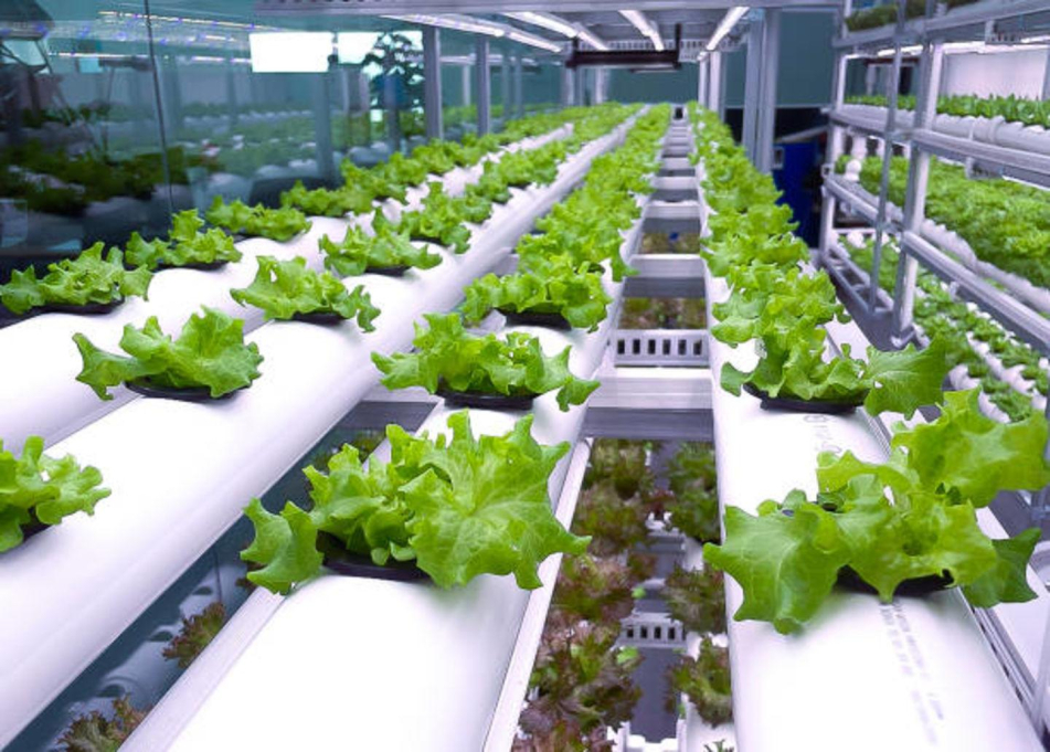 Krishi Care Farms