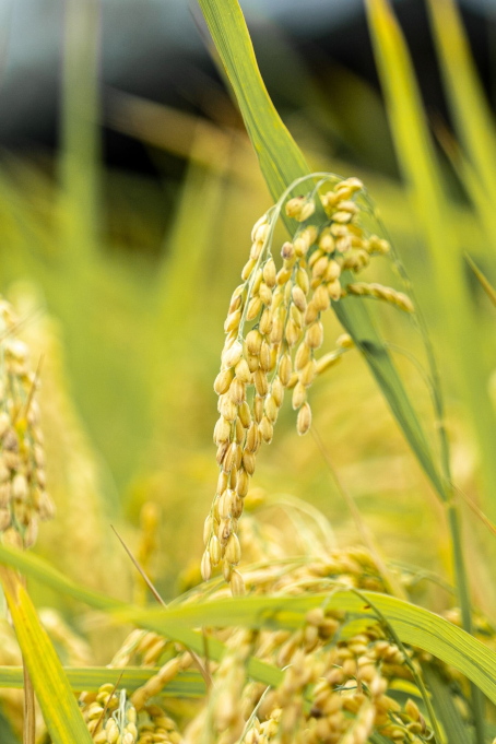 Syed Agha Rice Trading