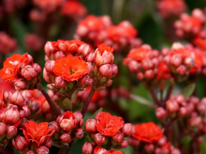 Gardening Tips - Caring for Your Houseplants
