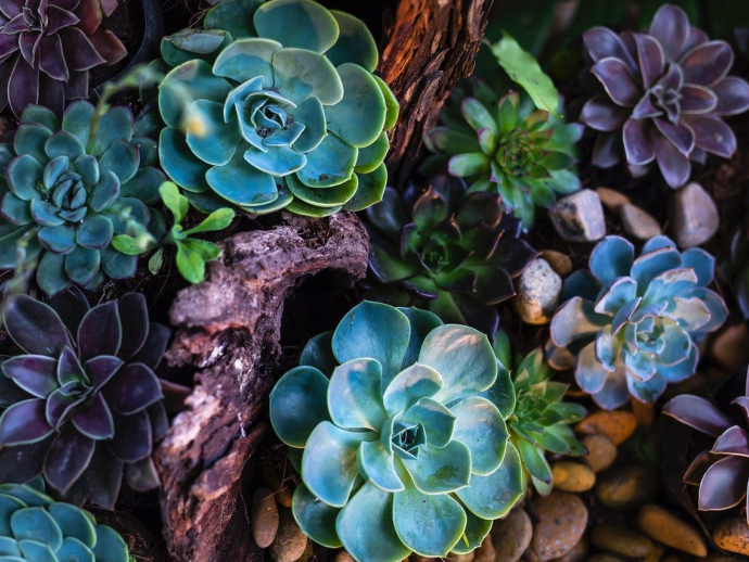 Easy Steps to Start a Garden