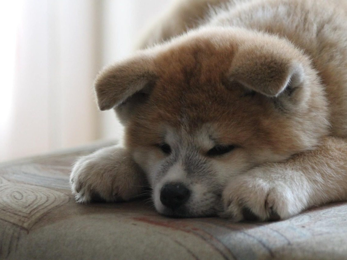 Akita- Japan’s Treasure