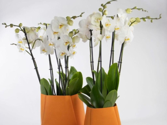 Artability Gifts Trading