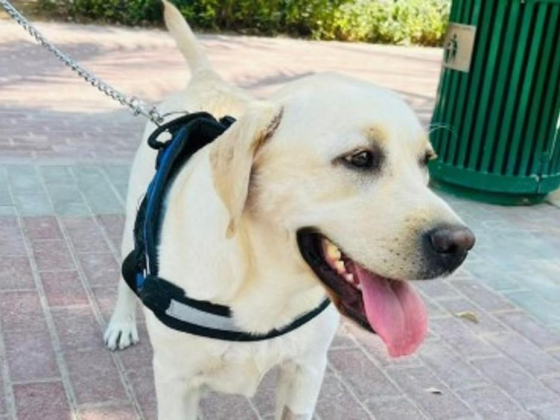 Happy Walk Pet Care