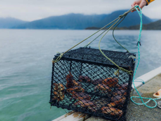 Jassim Mohammad Al Mehairi Fishing Cages Supply