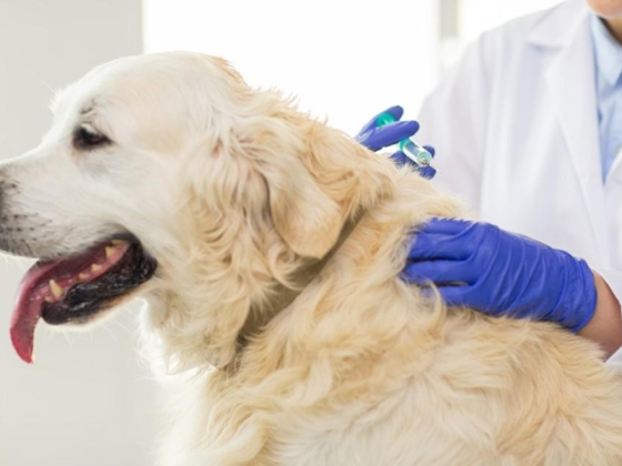 Pets Health Veterinary Clinic