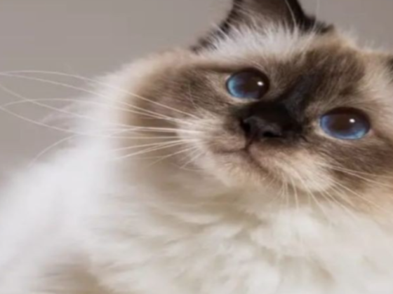 Pet Wellness Veterinary Clinic