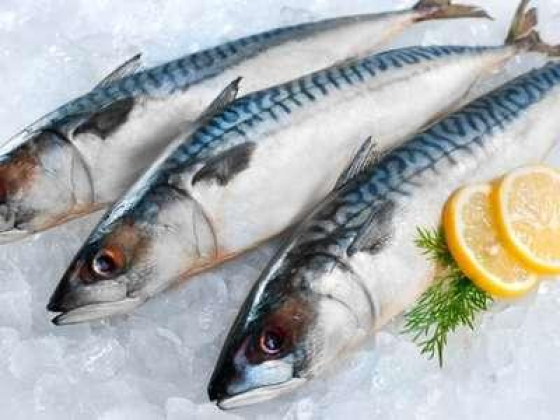 Bashir Alam For Fresh Fish & Marine Animals Trading